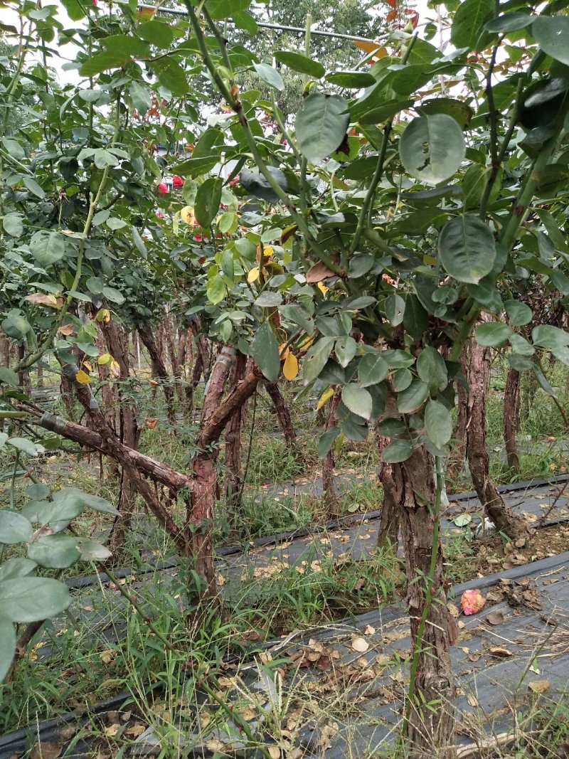 月季树桩
