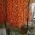 青州柿饼