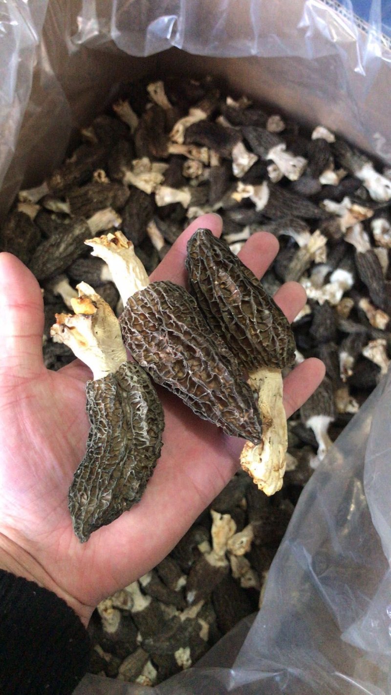 羊肚菌干货土特产羊肚菌菇野煲汤菌500g包邮