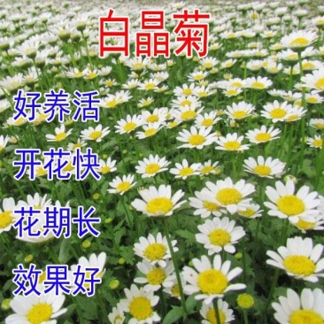 白晶菊种子四季种盆栽易种庭院盆栽二年生草本花卉