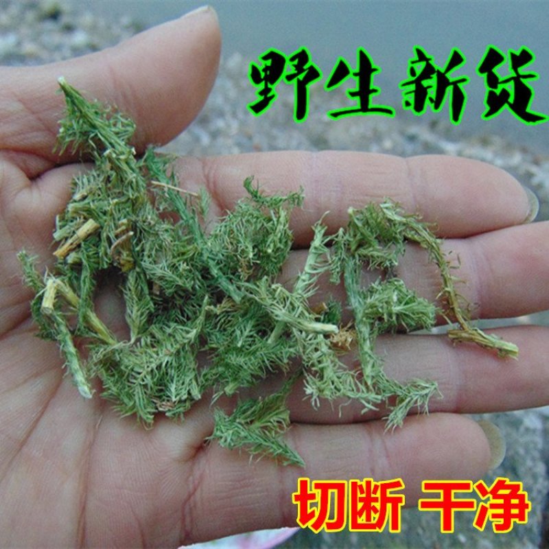 伸筋草新货正品无硫伸筋草货干无杂质无硫