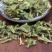 伸筋草新货正品无硫伸筋草货干无杂质无硫
