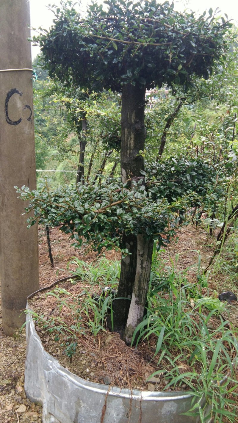 金弹子