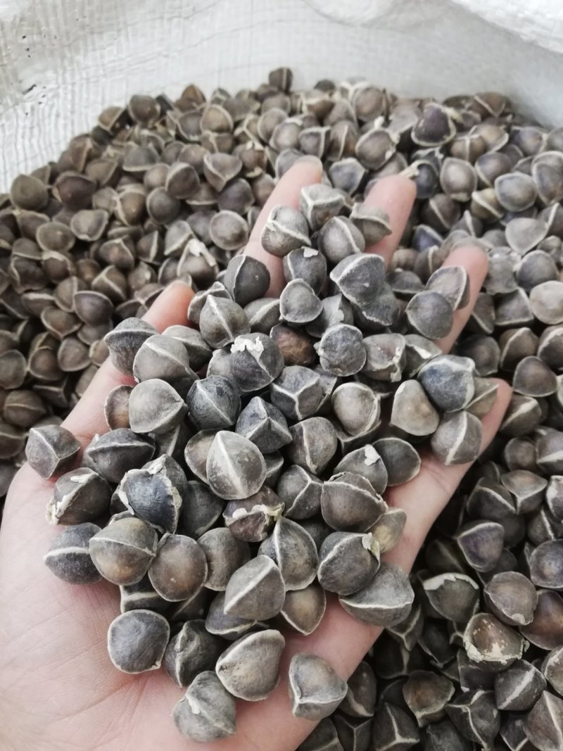 正宗印度进口【辣木籽】大颗粒500g/一袋