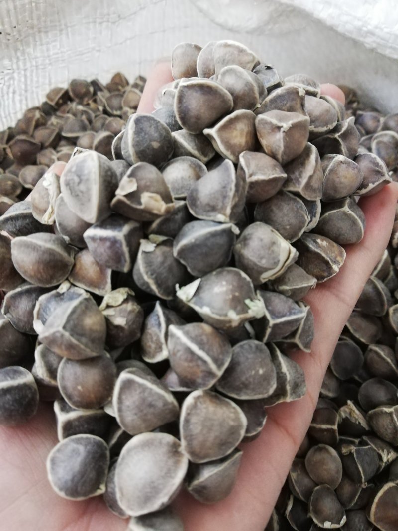 正宗印度进口【辣木籽】大颗粒500g/一袋