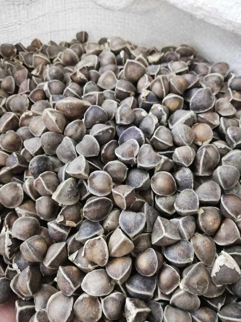 正宗印度进口【辣木籽】大颗粒500g/一袋