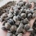 正宗印度进口【辣木籽】大颗粒500g/一袋