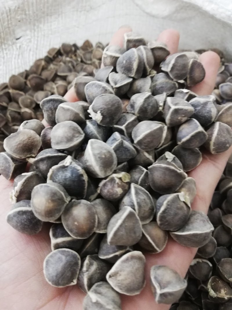 正宗印度进口【辣木籽】大颗粒500g/一袋