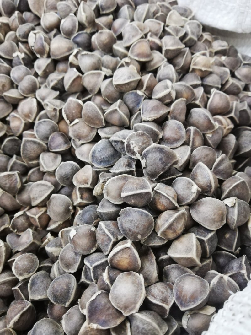 正宗印度进口【辣木籽】大颗粒500g/一袋