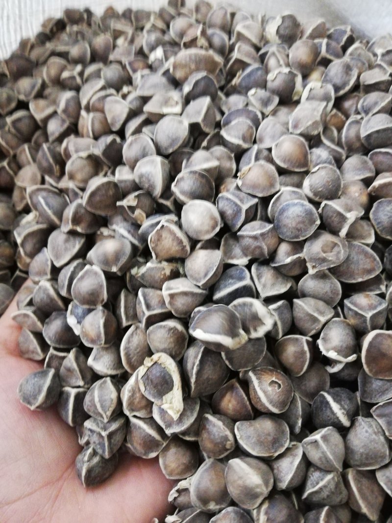 正宗印度进口【辣木籽】大颗粒500g/一袋