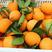 长虹脐橙，纽荷尓脐橙个大味甜，自家果园无中间商。