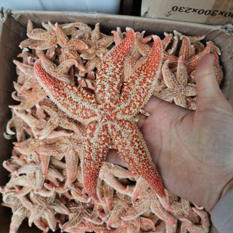 海星干货泡酒煲汤大海星