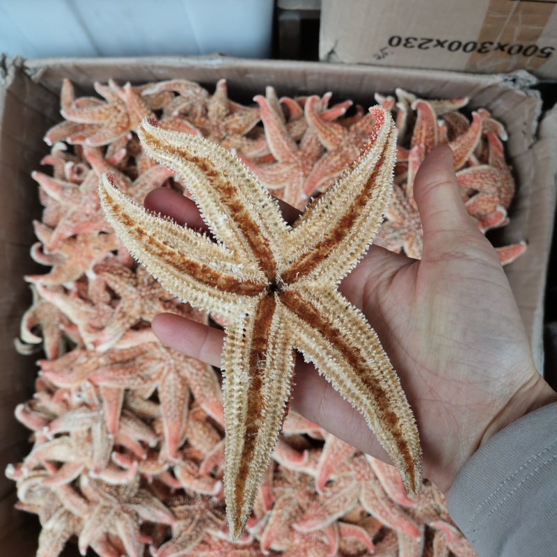 海星干货泡酒煲汤大海星