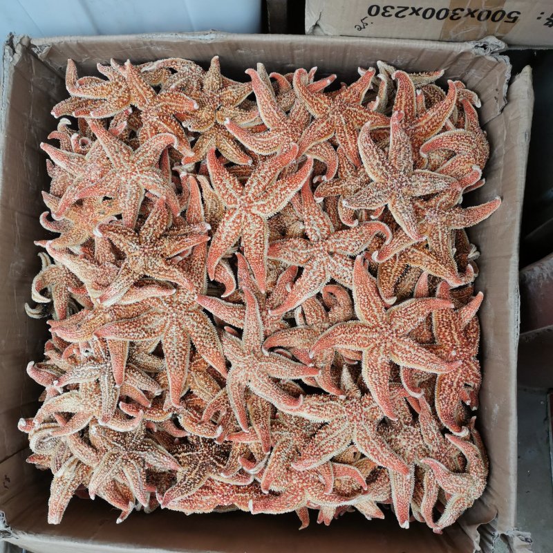 海星干货泡酒煲汤大海星