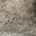 种蛙苗养殖基地直发量大从优保质保量诚信经营可考察