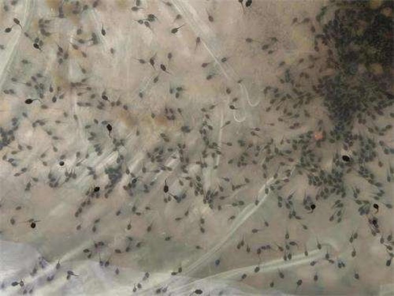 种蛙苗养殖基地直发量大从优保质保量诚信经营可考察