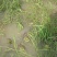 种蛙苗养殖基地直发量大从优保质保量诚信经营可考察