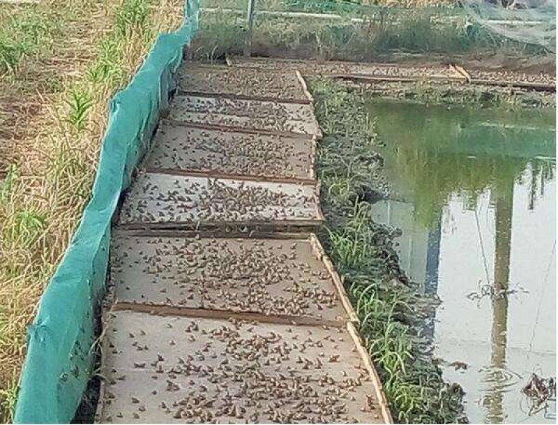 种蛙苗养殖基地直发量大从优保质保量诚信经营可考察