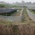 种蛙苗养殖基地直发量大从优保质保量诚信经营可考察