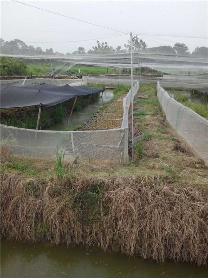 种蛙苗养殖基地直发量大从优保质保量诚信经营可考察