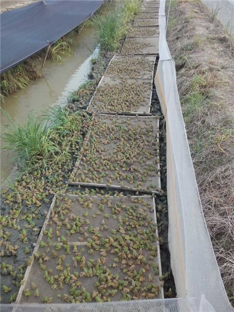 种蛙苗养殖基地直发量大从优保质保量诚信经营可考察