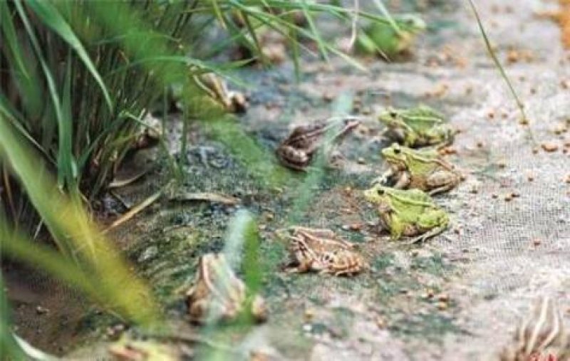 种蛙苗养殖基地直发量大从优保质保量诚信经营可考察