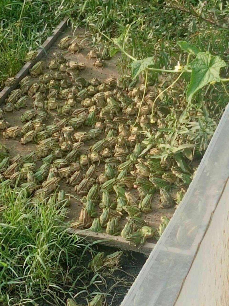 种蛙苗养殖基地直发量大从优保质保量诚信经营可考察