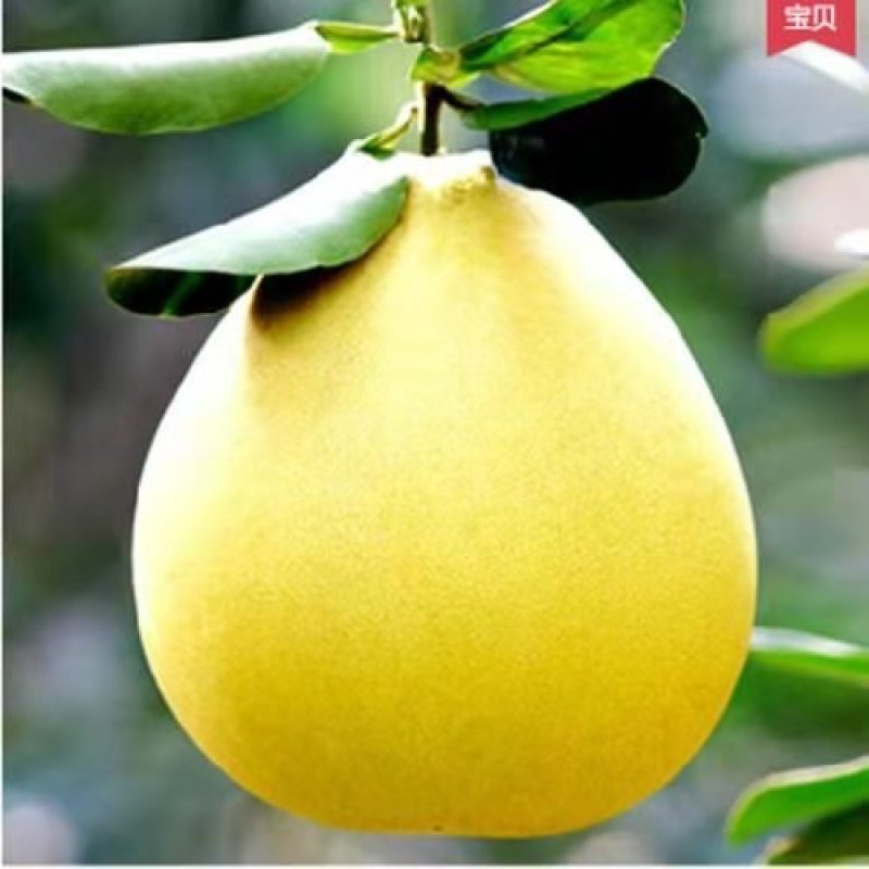 蜜柚，红心柚，白心柚，三红柚，基地直发，无中间商。