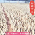 种植苗质量有保证冬季春季葛根苗地栽扦插葛根种苗