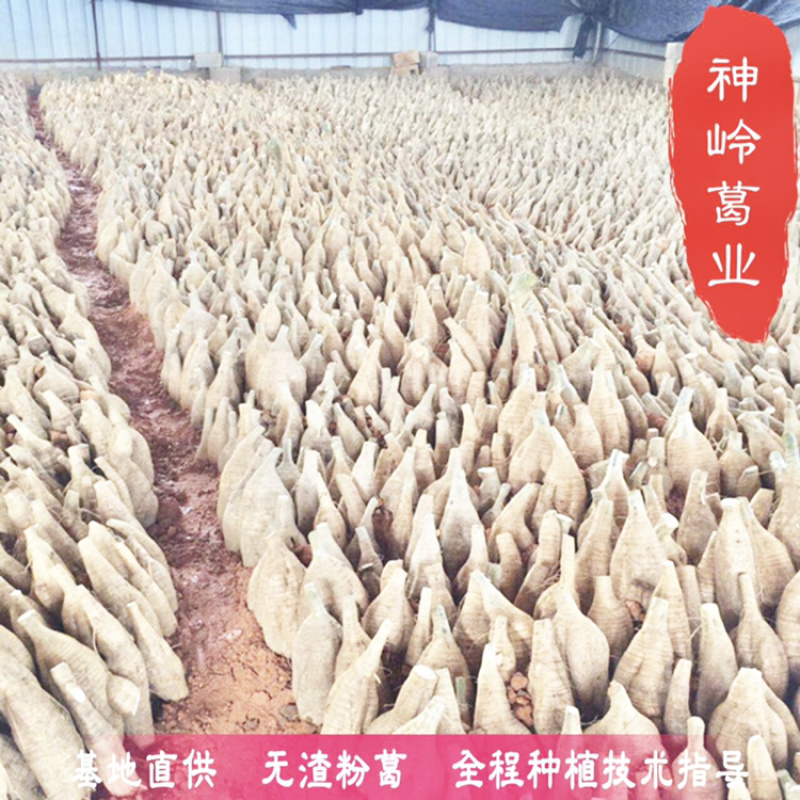 种植苗质量有保证冬季春季葛根苗地栽扦插葛根种苗