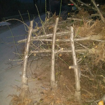 大量供应3--5--10公分占地桃树工程绿化用树价格低，