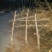 大量供应3--5--10公分占地桃树工程绿化用树价格低，