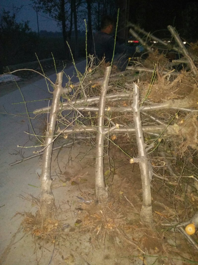 大量供应3--5--10公分占地桃树工程绿化用树价格低，