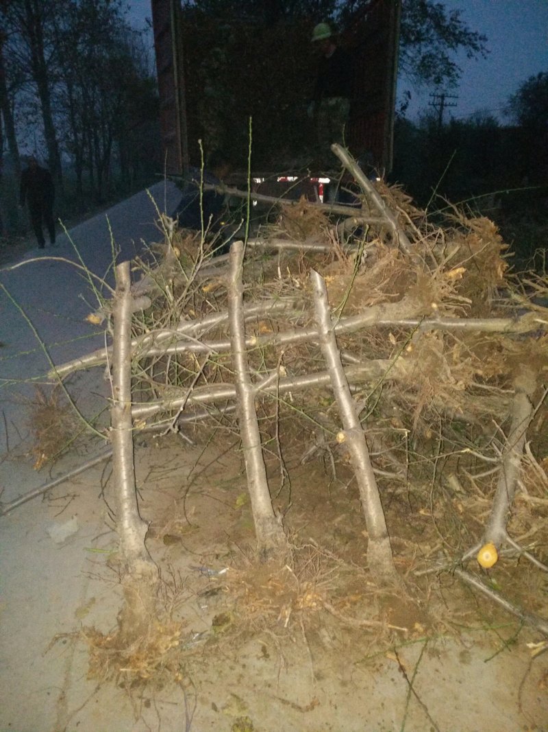 大量供应3--5--10公分占地桃树工程绿化用树价格低，