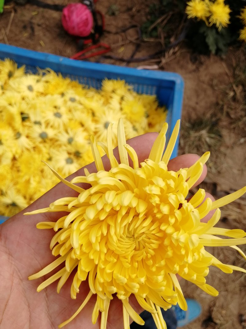 菊花茶金丝皇菊茶，淘宝拼多多首选
