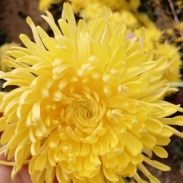 菊花茶金丝皇菊茶，淘宝拼多多首选