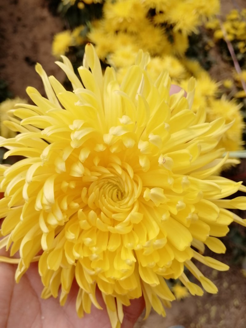 菊花茶金丝皇菊茶，淘宝拼多多首选