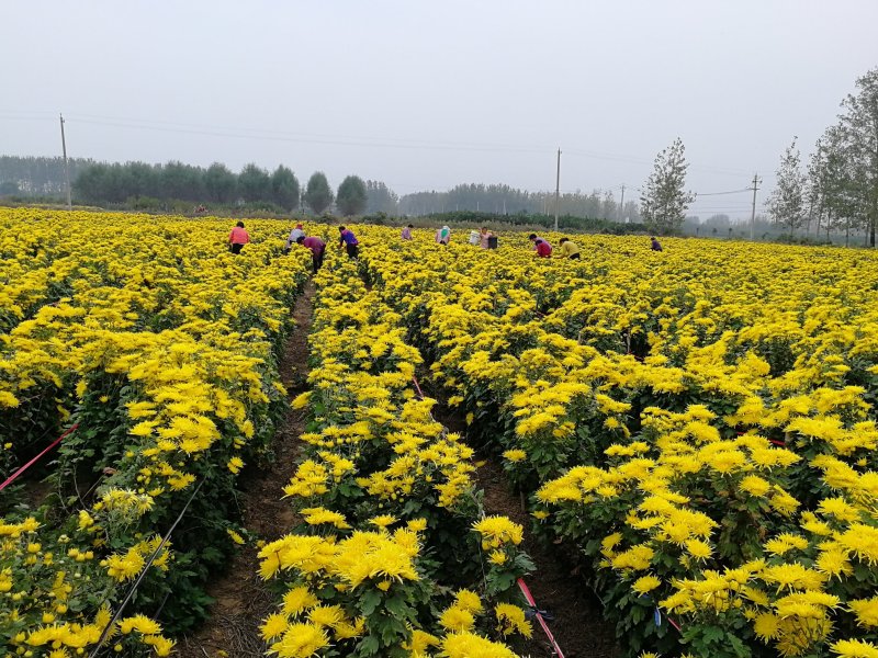 菊花茶金丝皇菊茶，淘宝拼多多首选