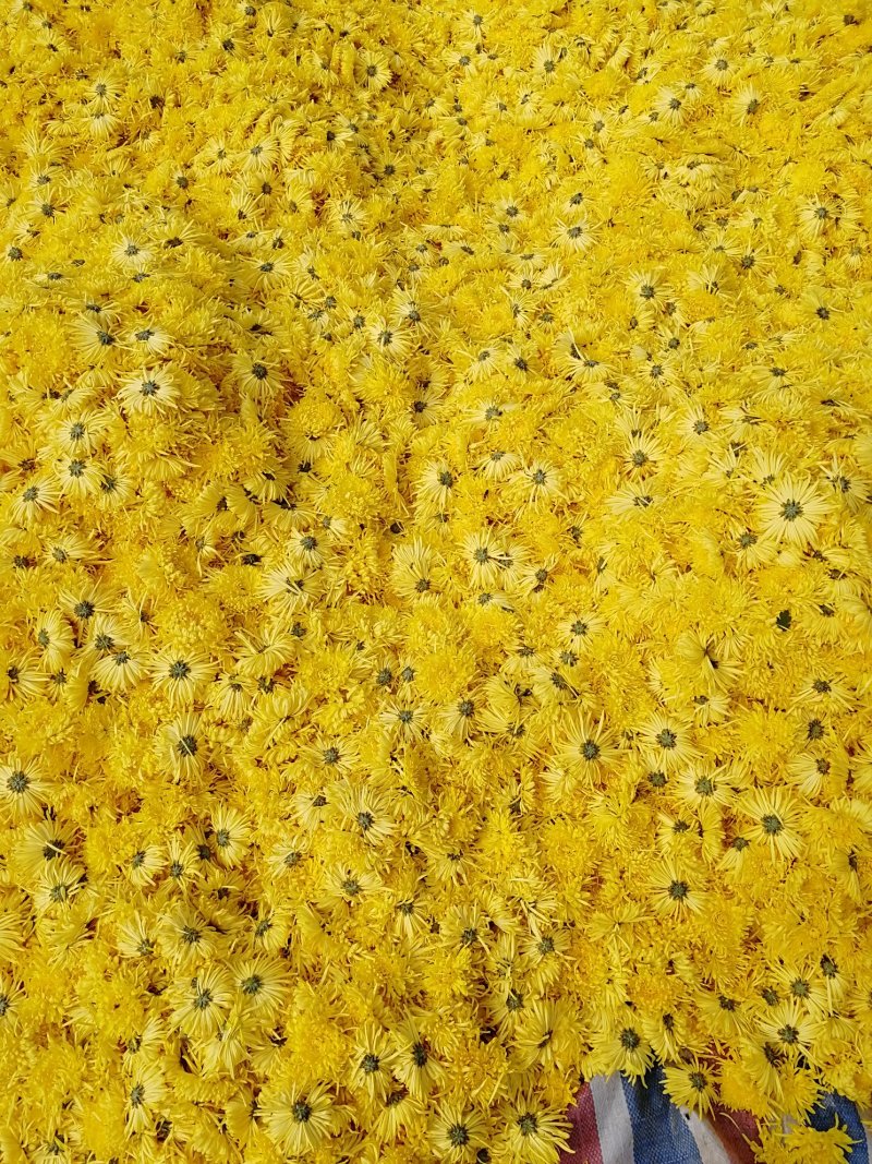 菊花茶金丝皇菊茶，淘宝拼多多首选