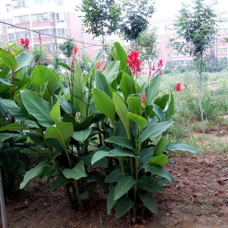 美人蕉苗美人蕉种球种根地栽植物美人蕉花苗带芽发货花卉盆栽