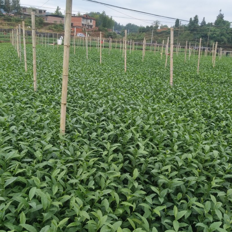 茶树苗乌牛早安吉白茶梅占