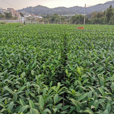 茶树苗乌牛早安吉白茶梅占