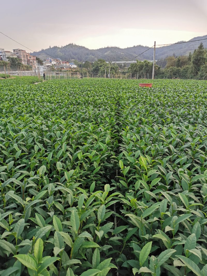 茶树苗乌牛早安吉白茶梅占