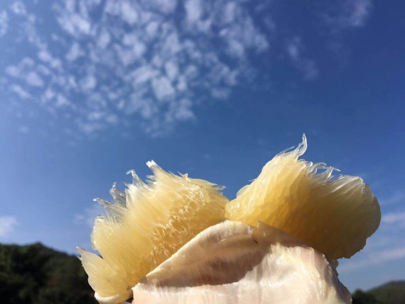 自家果园沙田柚，欢迎批发零售