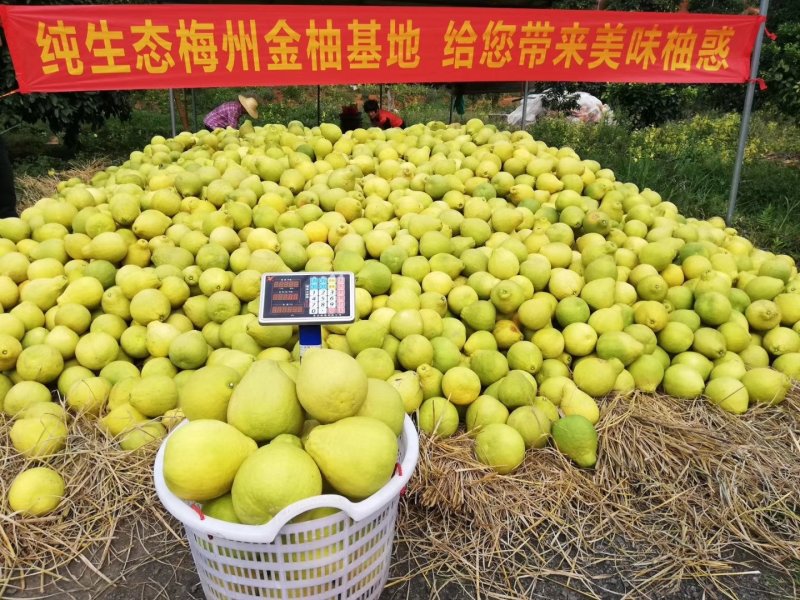 自家果园沙田柚，欢迎批发零售