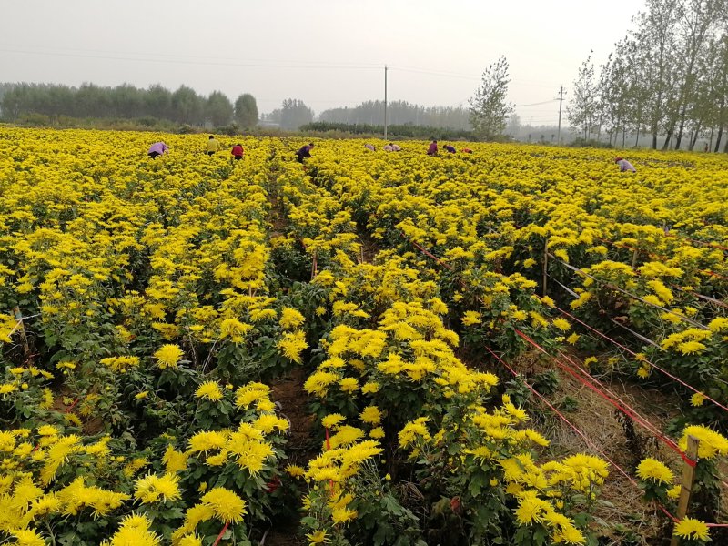 金丝皇菊