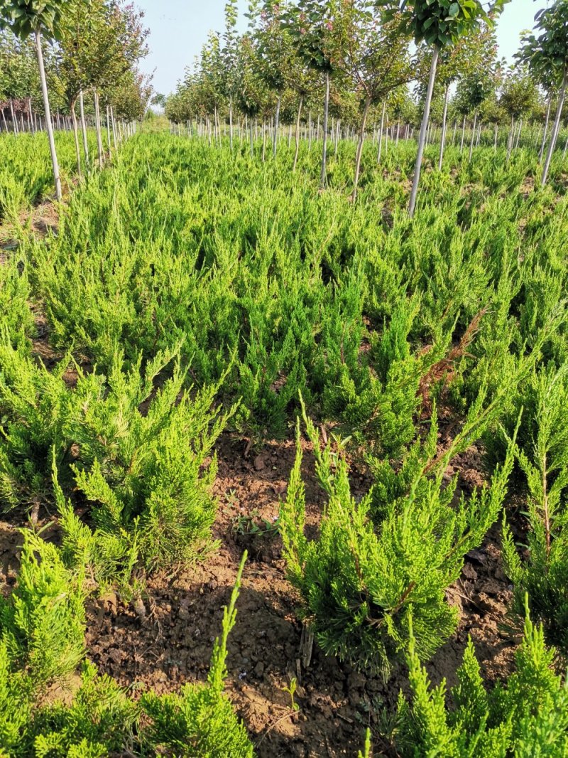 小龙柏，营养钵龙，工程色块专用苗木，常绿花灌木
