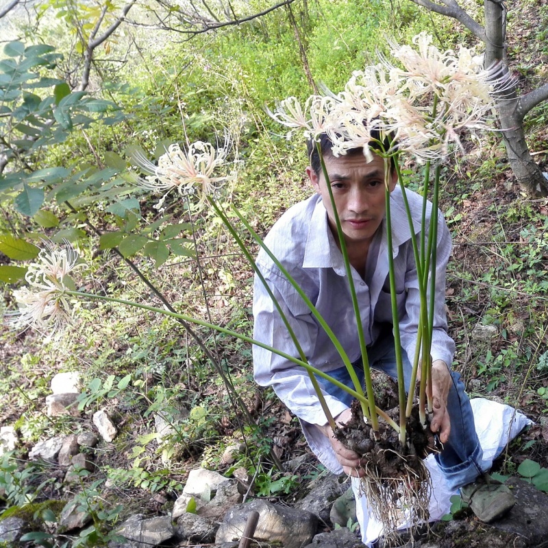 绿植彼岸花种子曼珠沙华盆栽彼岸花种球石蒜花