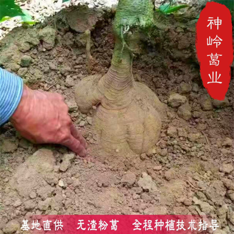 葛根种苗藤县粉葛粉糯无渣粉葛苗春种冬收包邮