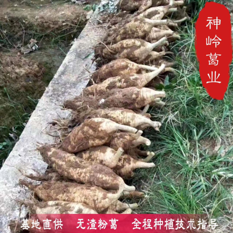 葛根种苗藤县粉葛粉糯无渣粉葛苗春种冬收包邮
